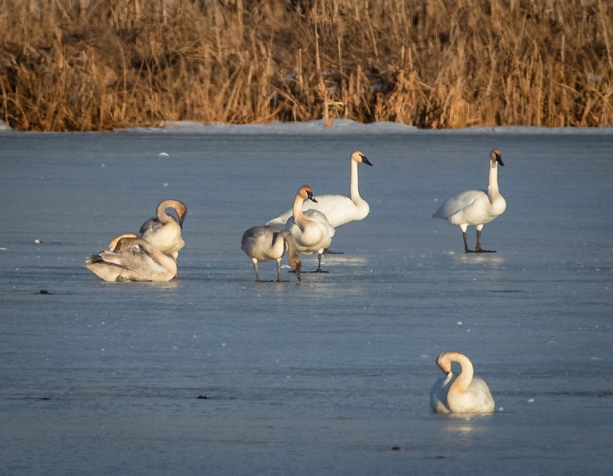 Trompeterschwan - ML548091911