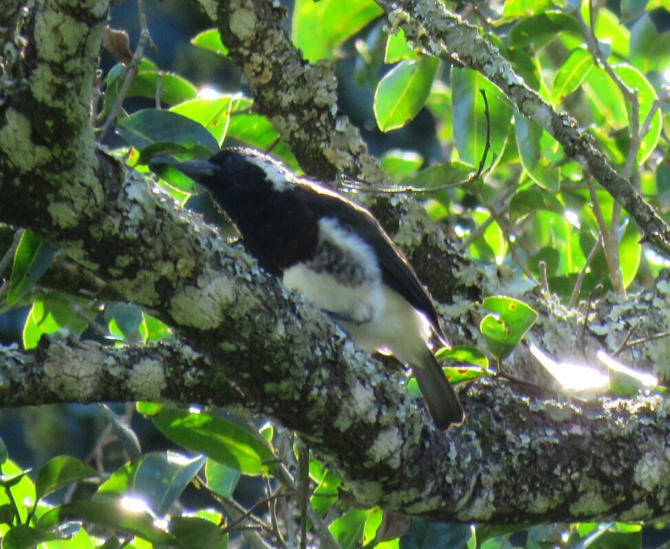 White-eared Barbet - ML54809201