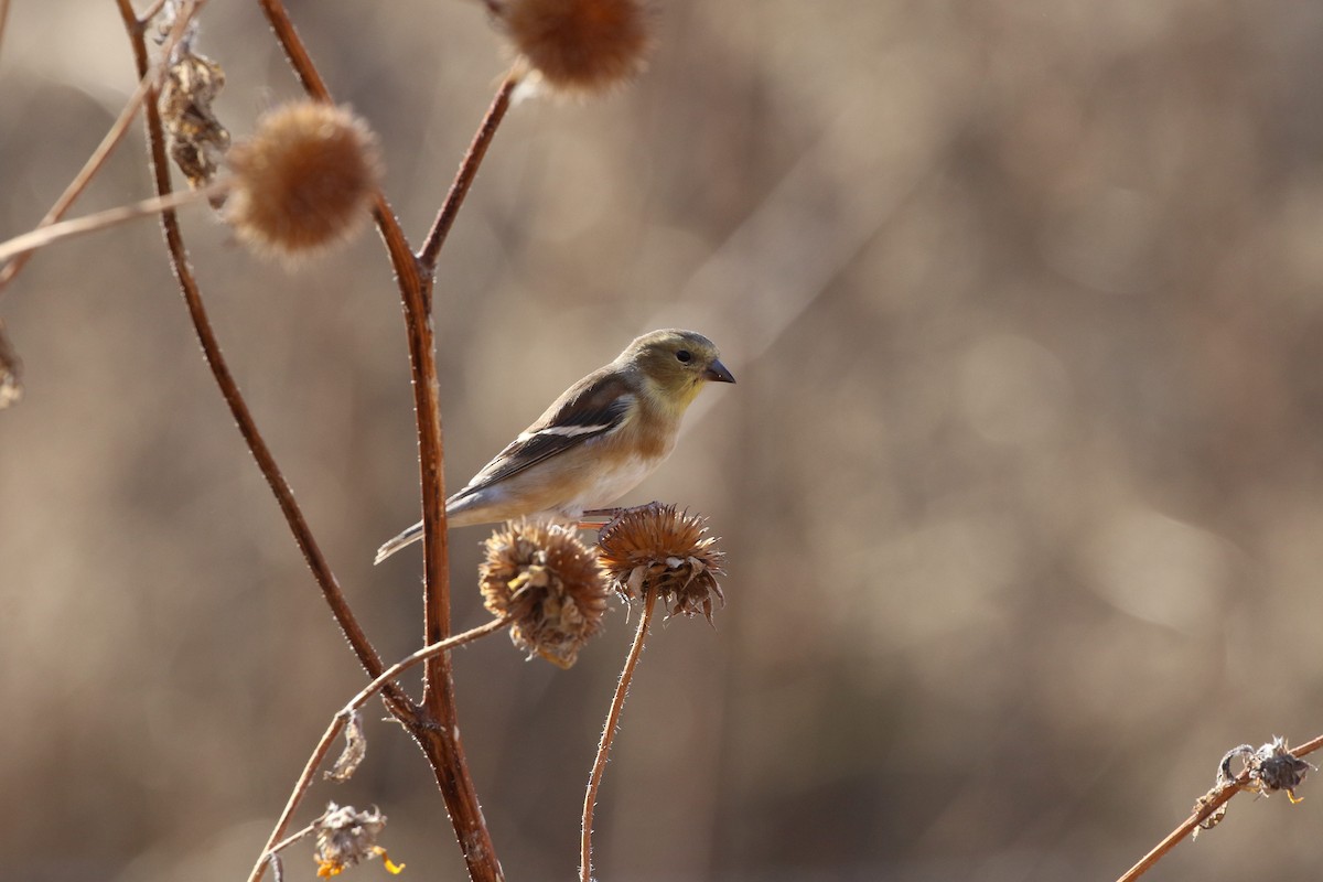 American Goldfinch - ML548092711