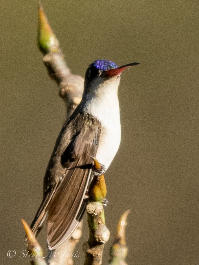 Violet-crowned Hummingbird - ML548092781