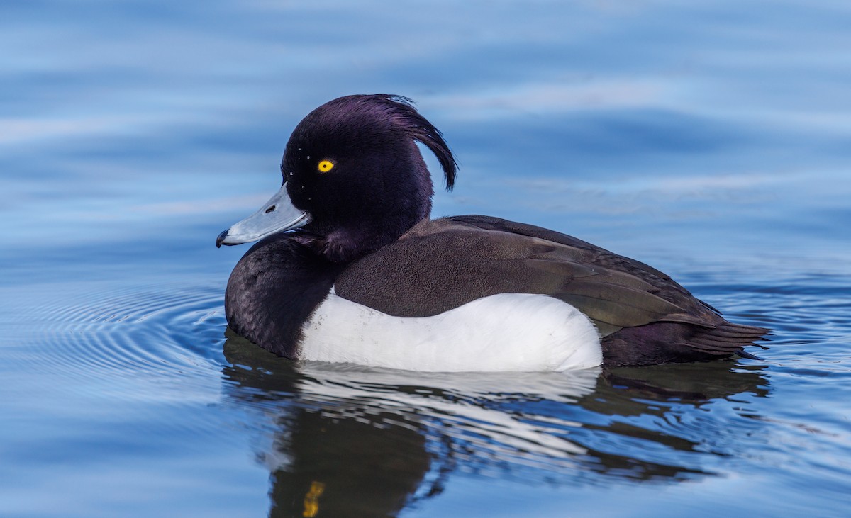 Tufted Duck - John Alexander