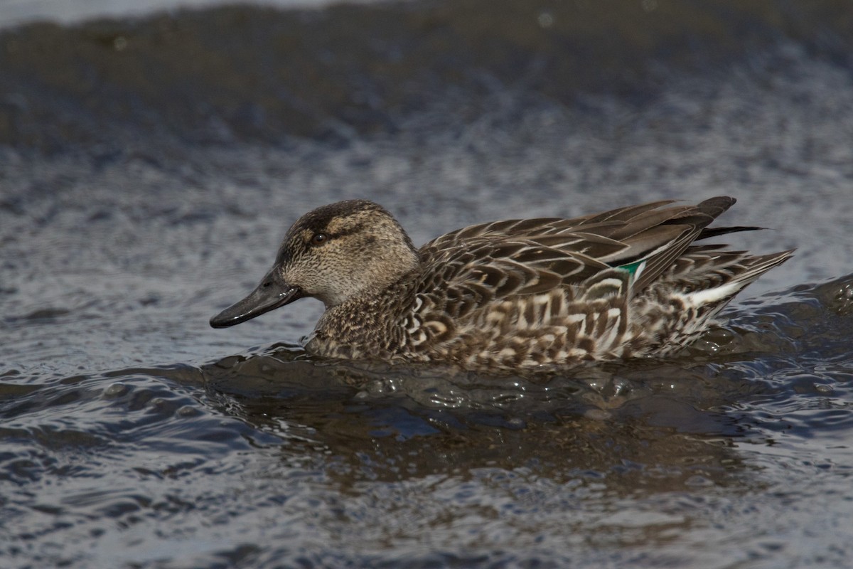 Green-winged Teal - ML548094261