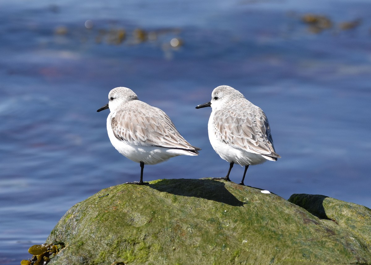 Sanderling - ML548095531