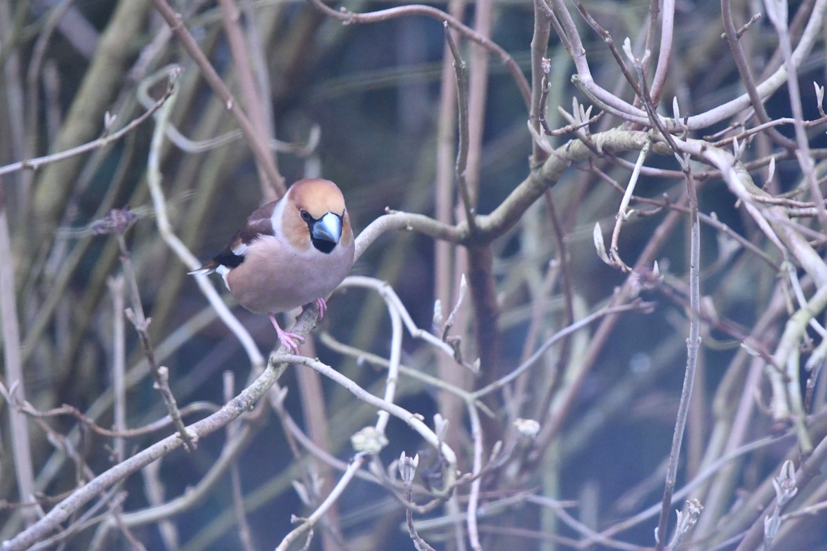 Hawfinch - Thomas Woesler