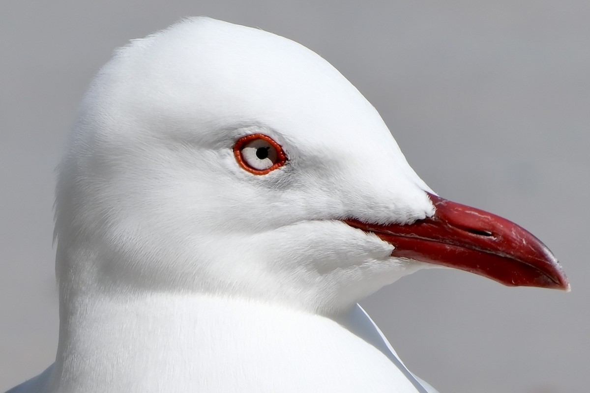 Silver Gull - ML548095951