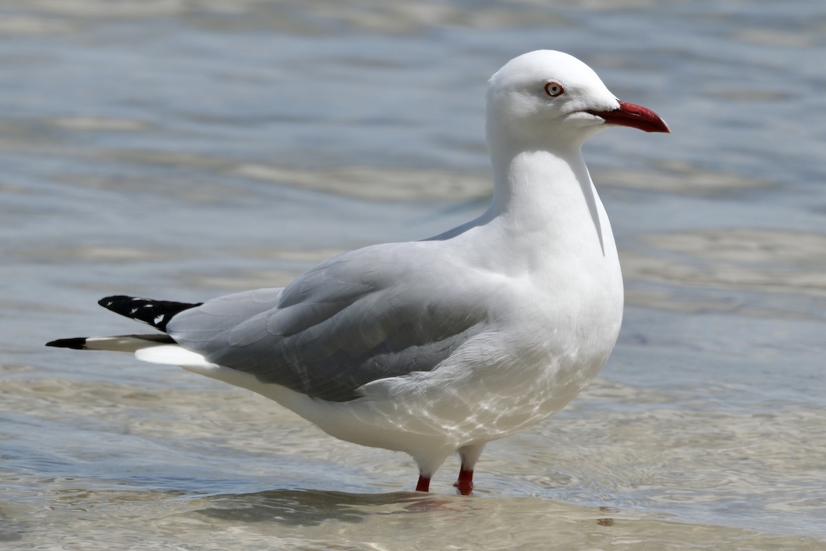 Silver Gull - ML548095961