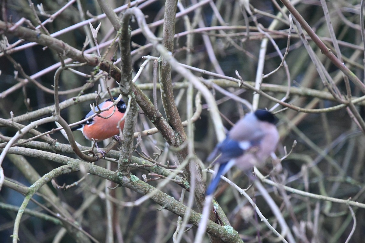 Eurasian Bullfinch - ML548095991