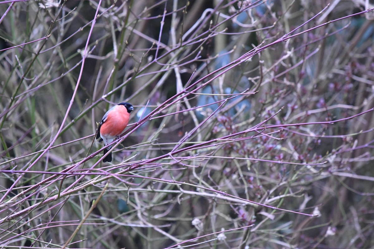 Eurasian Bullfinch - ML548096001