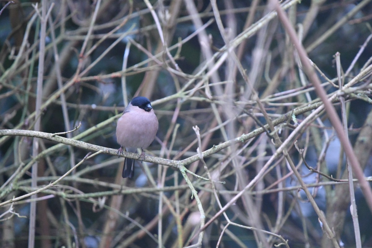 Eurasian Bullfinch - ML548096011