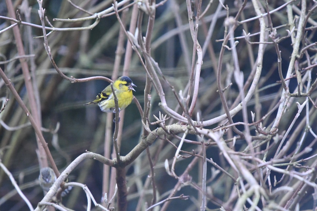 Eurasian Siskin - Thomas Woesler