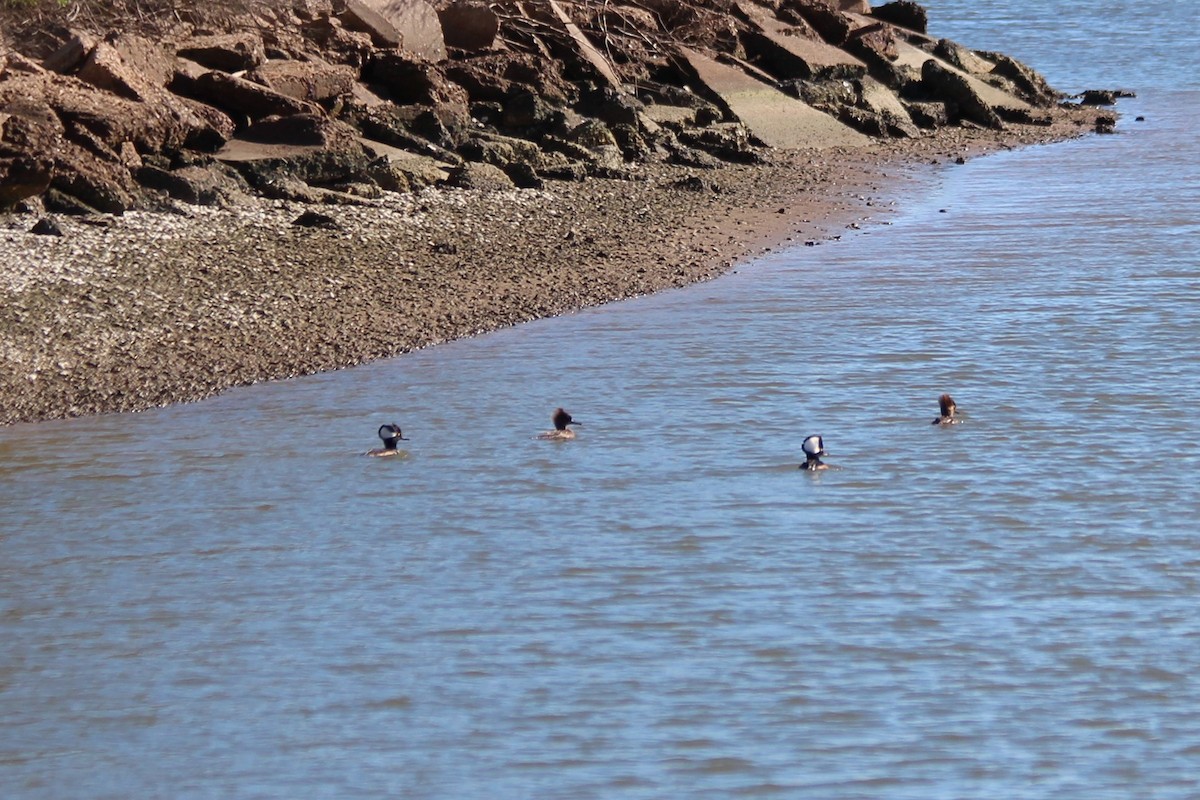 Hooded Merganser - ML548098371