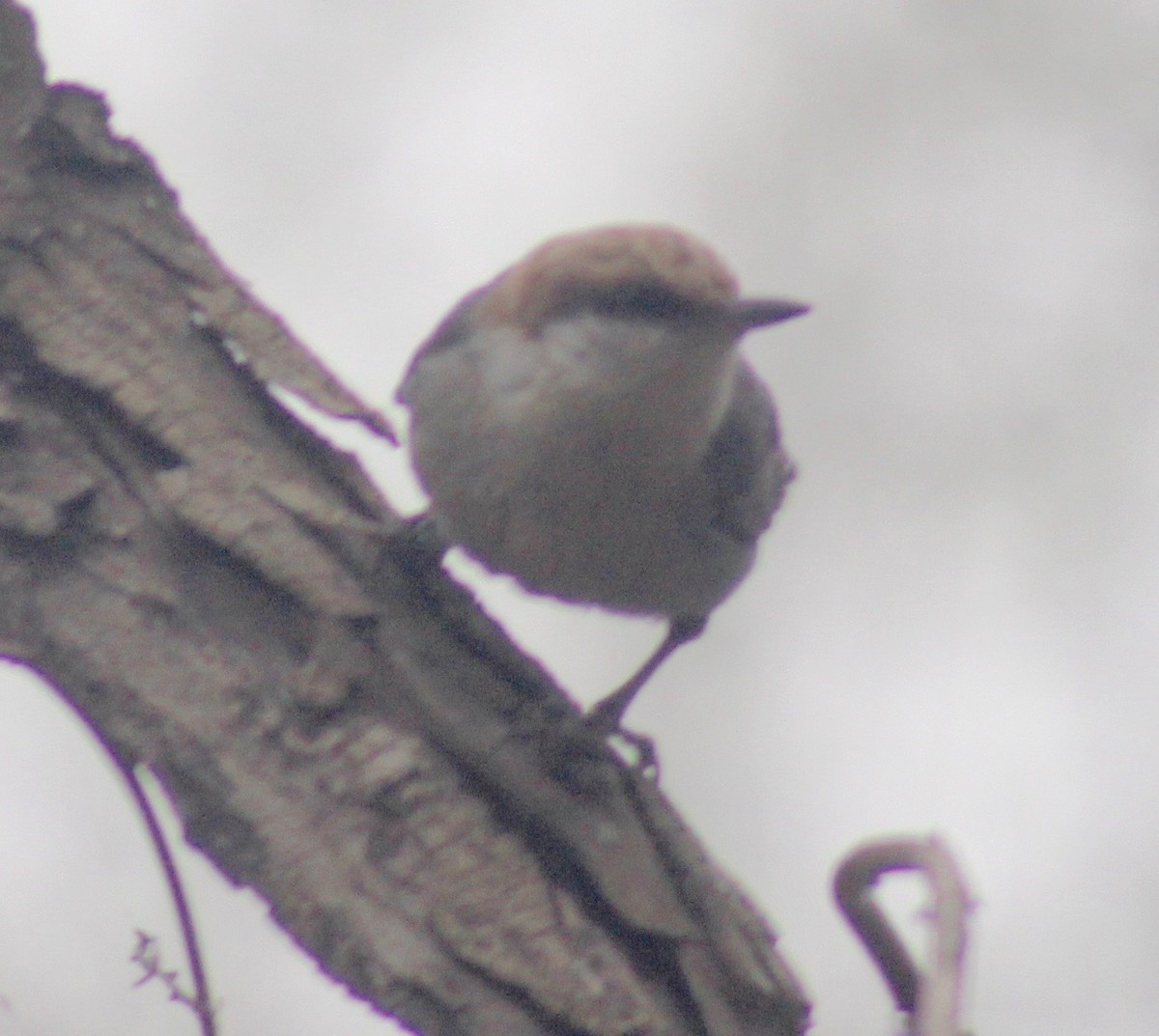 Brown-headed Nuthatch - ML548099141