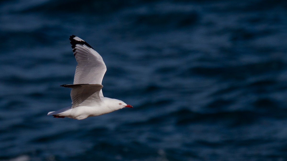 australmåke (novaehollandiae/forsteri) - ML548099811