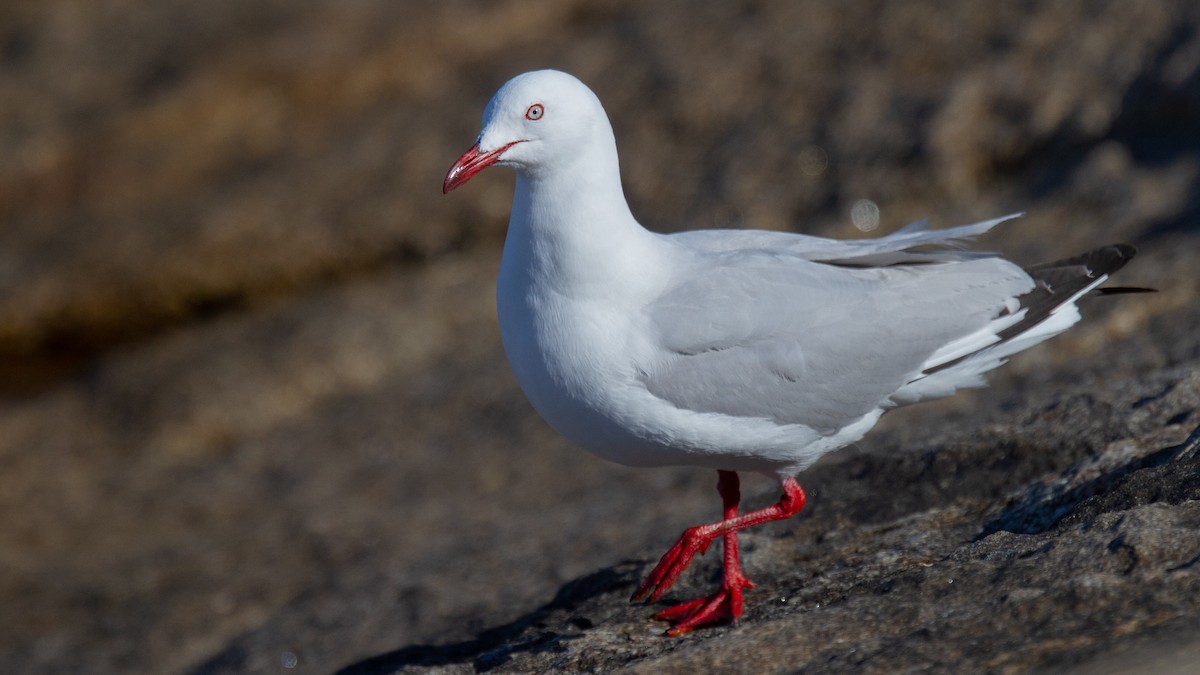 australmåke (novaehollandiae/forsteri) - ML548099831