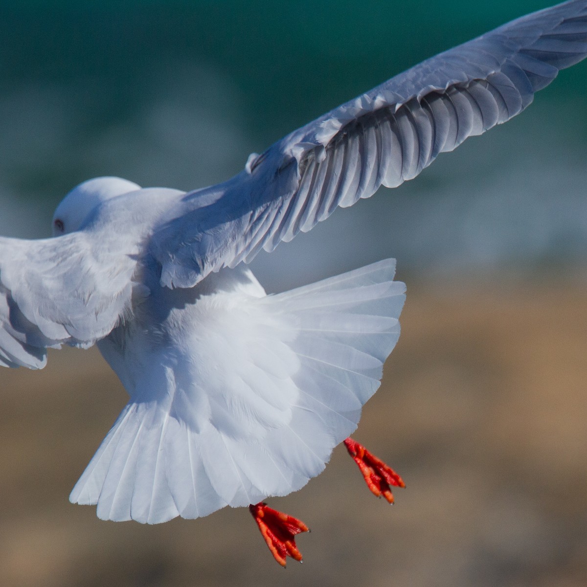 Silver Gull (Silver) - Robert Tizard