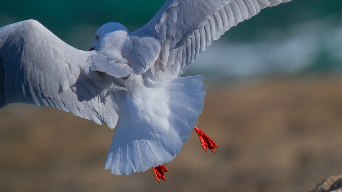 Silver Gull (Silver) - Robert Tizard