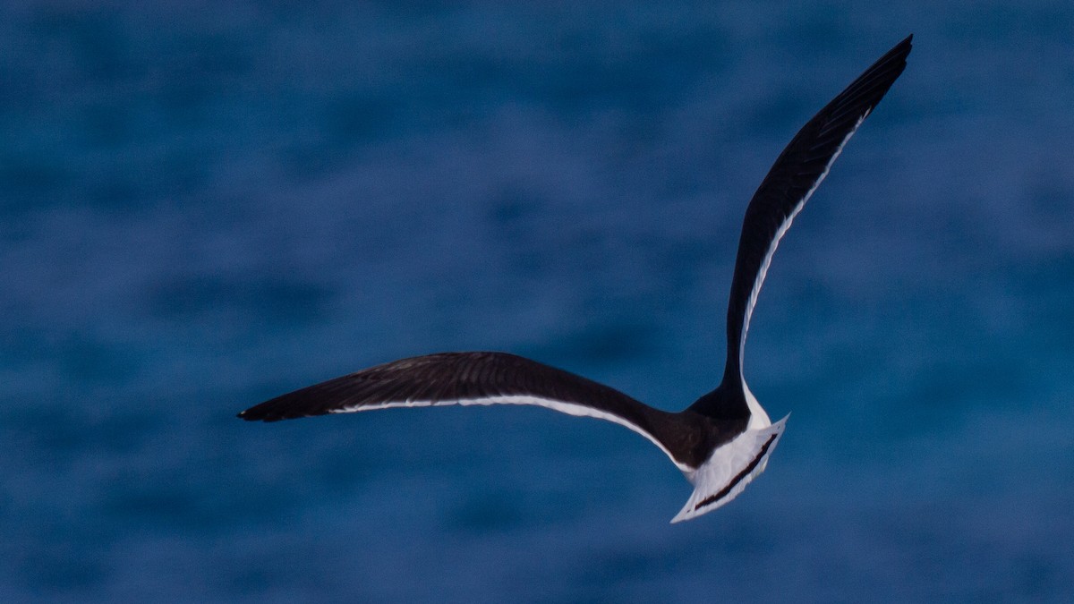 Pacific Gull - ML548099931