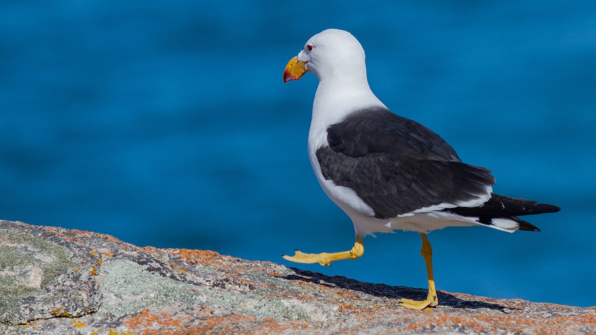 Pacific Gull - ML548099981