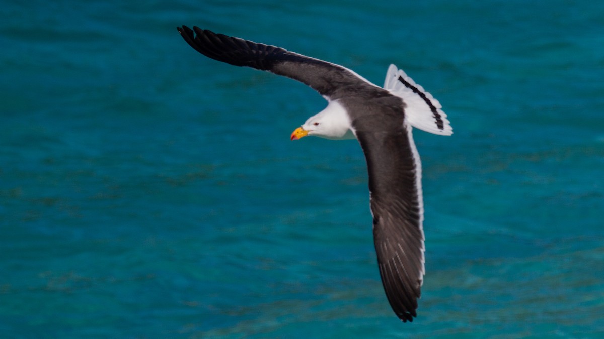 Pacific Gull - ML548100071