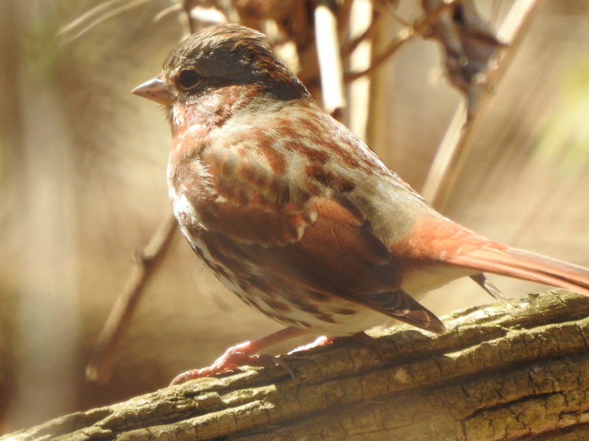 Fox Sparrow - ML548101041