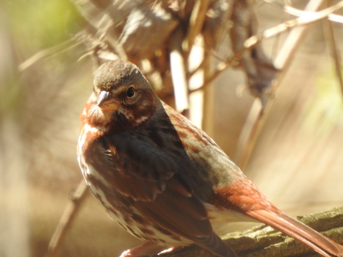 Fox Sparrow - ML548101051