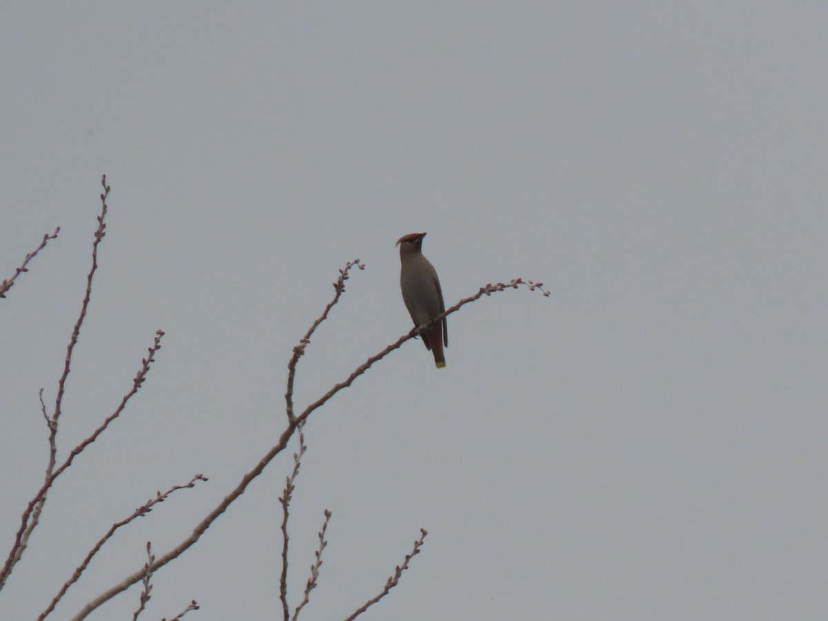 Bohemian Waxwing - ML548101121