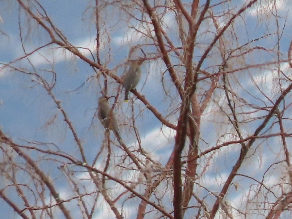 Bohemian Waxwing - ML548101151