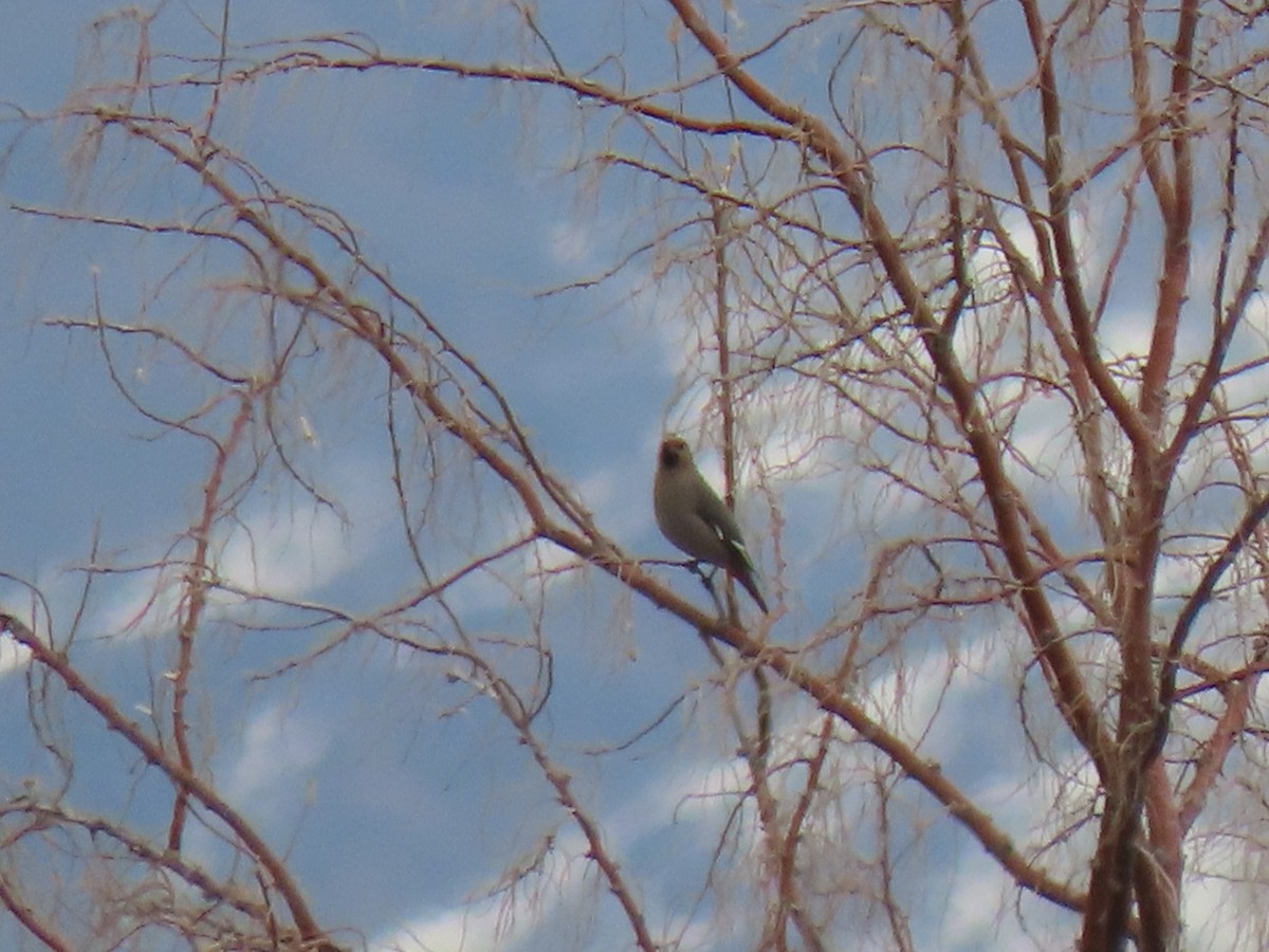 Bohemian Waxwing - ML548101191