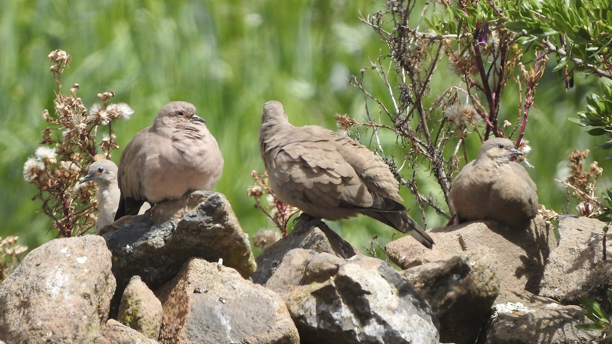 Black-winged Ground Dove - ML548101321