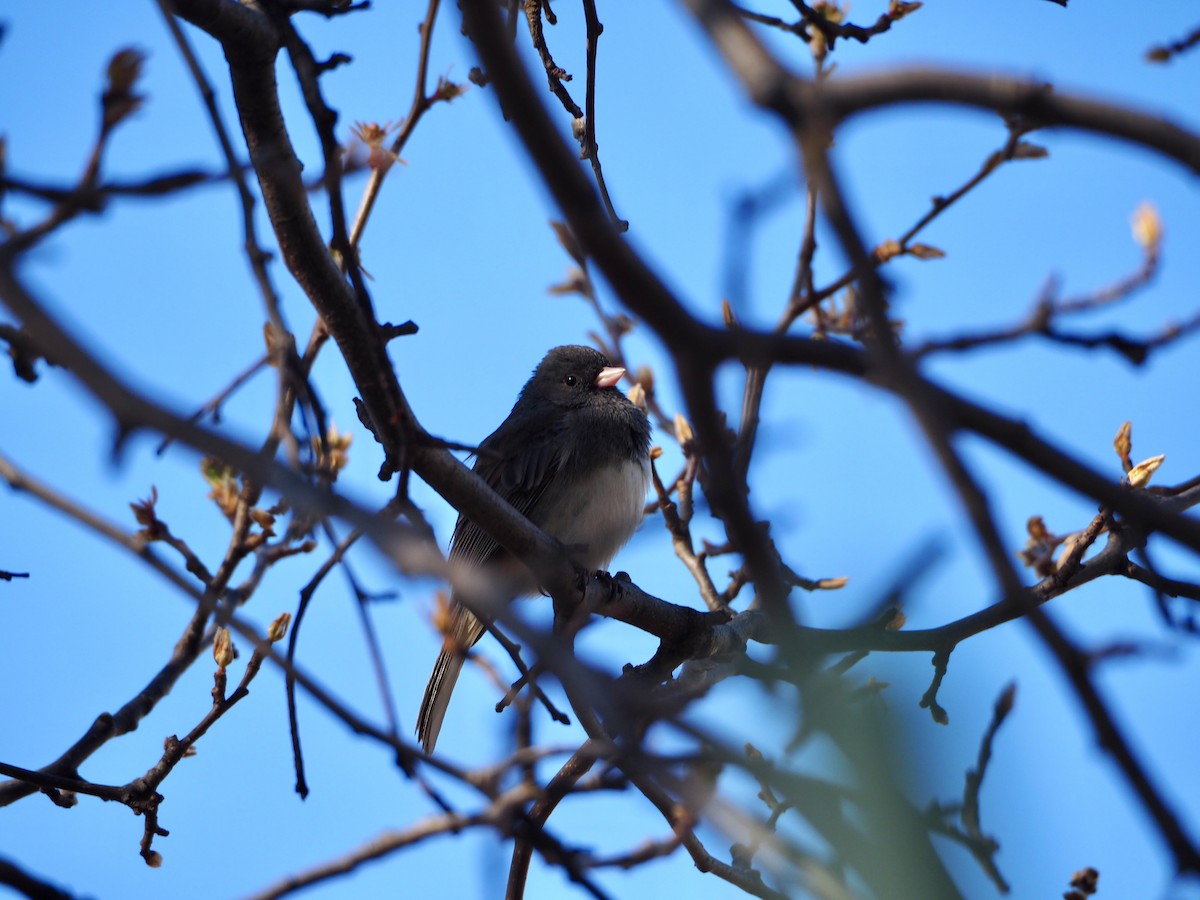 Dark-eyed Junco - ML548101531