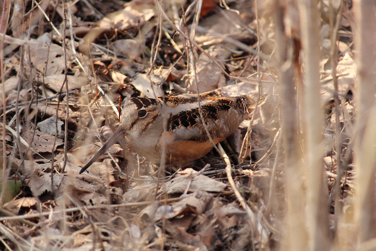 American Woodcock - Braden Meyer