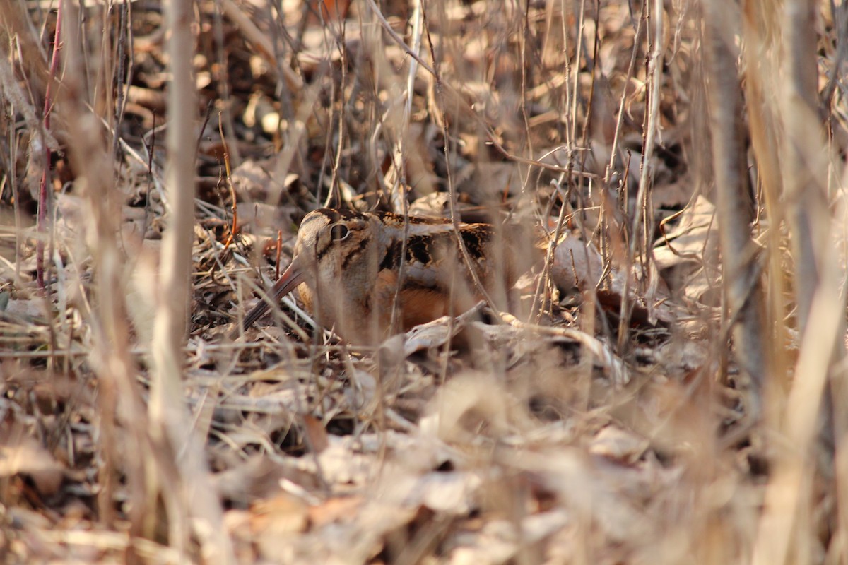 American Woodcock - ML548101971