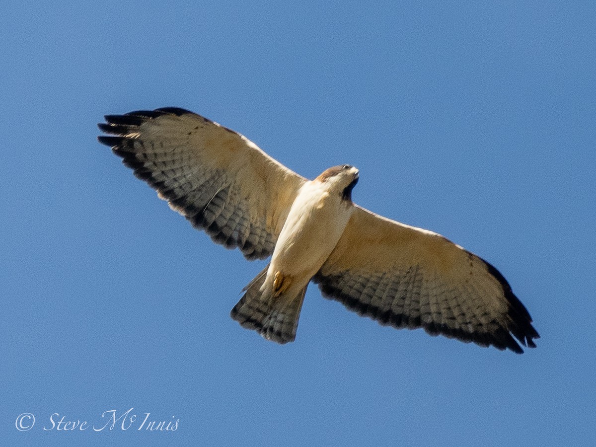 Short-tailed Hawk - Steve McInnis