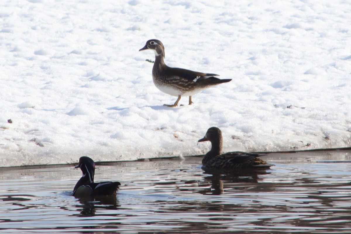 Wood Duck - ML548103171