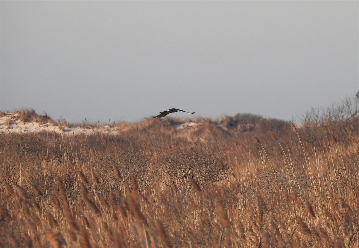 Northern Harrier - ML548103341