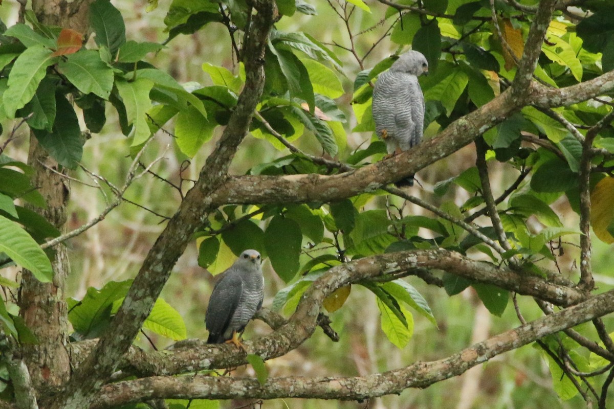 Gray-lined Hawk - ML54810561