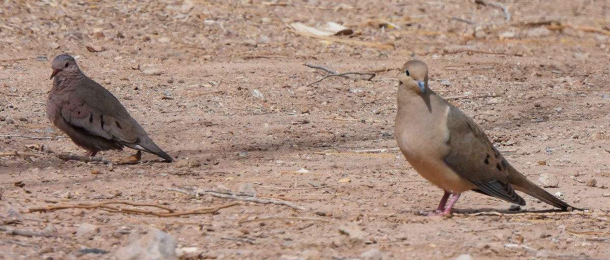 Mourning Dove - ML548106701