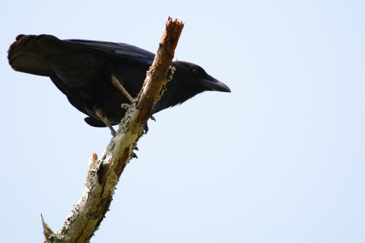 Fish Crow - ML54810671