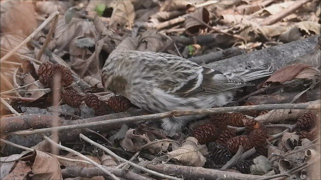 Redpoll (Hoary) - ML548108051