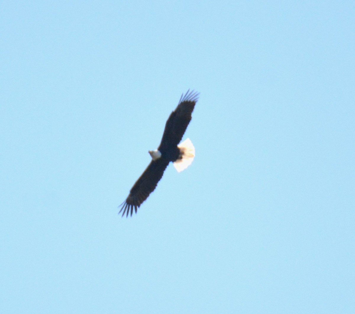 Bald Eagle - ML548109111