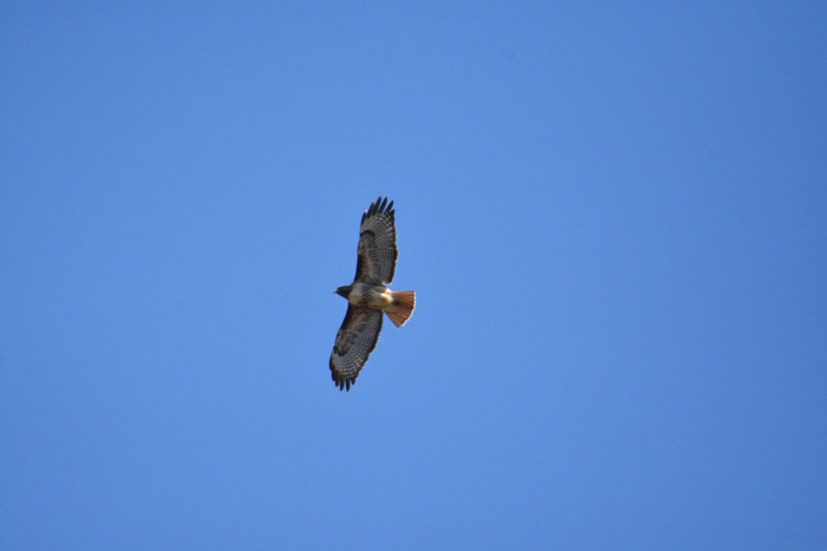 Red-tailed Hawk - ML548109421