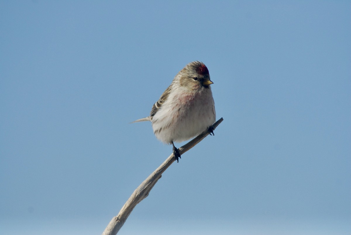 Hoary Redpoll (exilipes) - Denis Desjardins