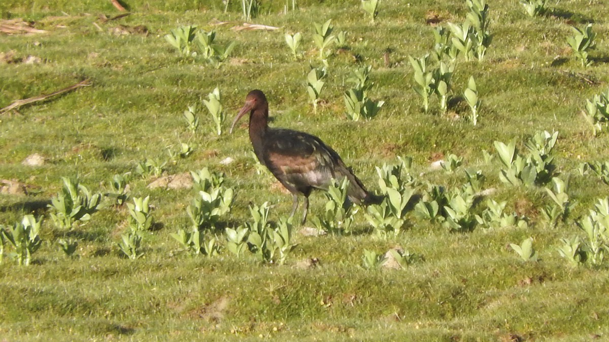 Puna Ibis - ML548110201