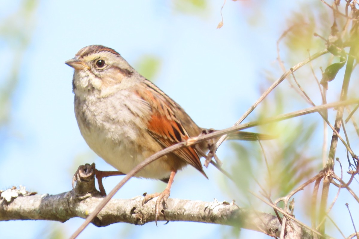 Swamp Sparrow - ML548110661