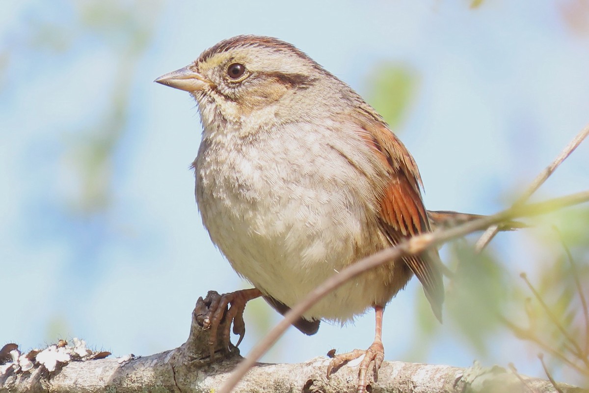 Swamp Sparrow - Kathie Kent