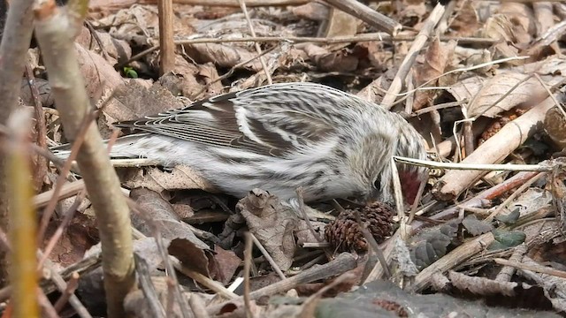 Redpoll (Hoary) - ML548110681