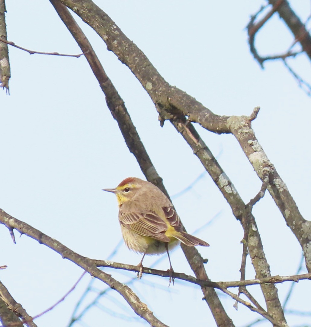 Palm Warbler - ML548110771