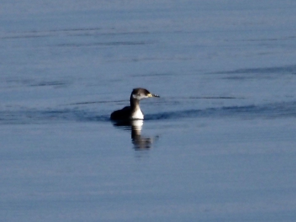 Red-necked Grebe - ML548111291