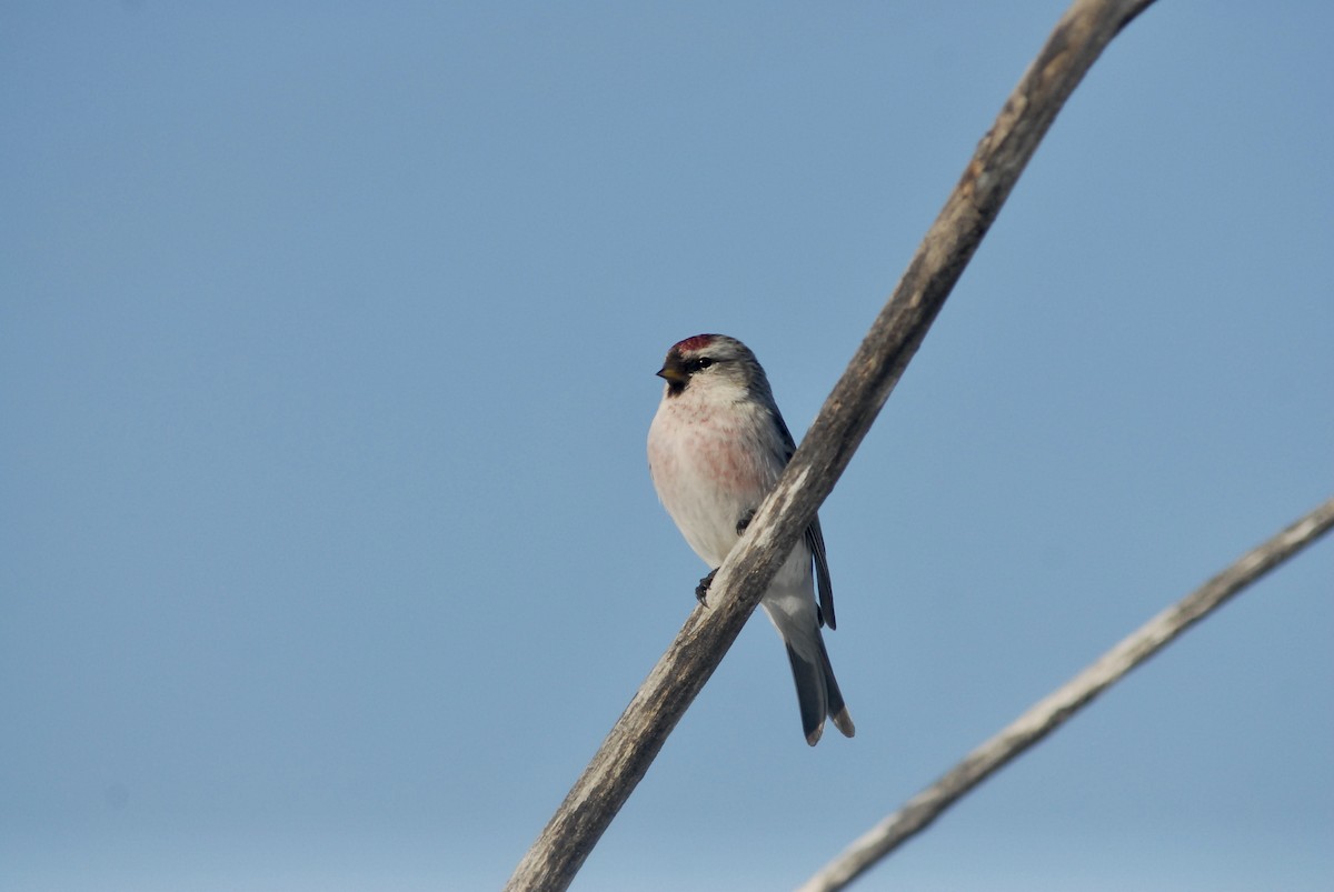 Hoary Redpoll (exilipes) - ML548111351