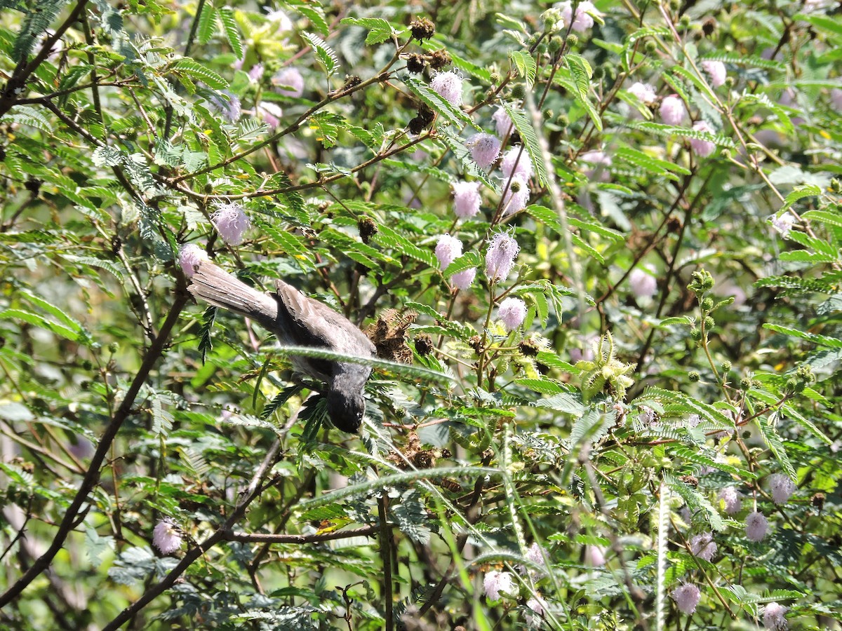 Double-collared Seedeater - ML548112431